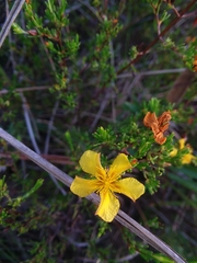 Hypericum brachyphyllum