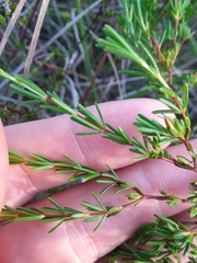 Hypericum brachyphyllum