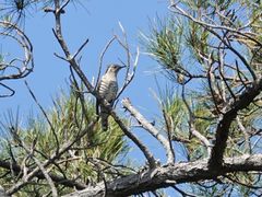 Chrysococcyx lucidus lucidus
