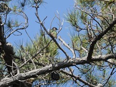 Chrysococcyx lucidus lucidus