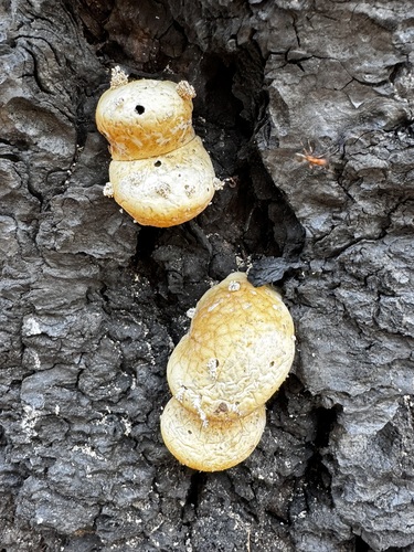 iNaturalist observation photo of Veiled Polypore