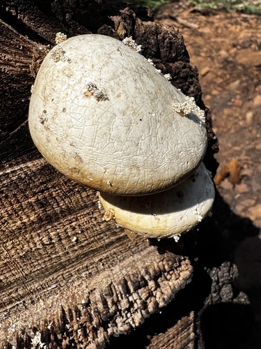 iNaturalist observation photo of Veiled Polypore