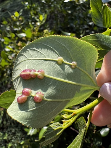 iNaturalist observation photo of Bead-like Cottonwood Gall aphid
