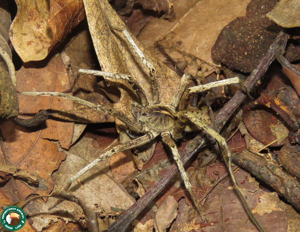 wandering spiders