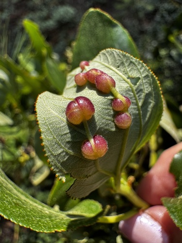 iNaturalist observation photo of Bead-like Cottonwood Gall aphid