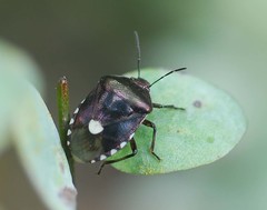 Menida violacea