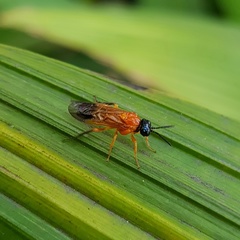 Haplostegus luteolus
