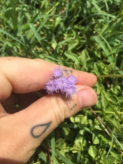 Ageratum maritimum
