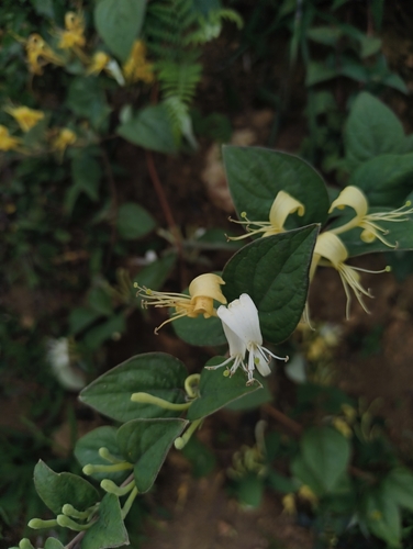 Lonicera hypoglauca, photograph 6