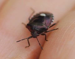 Menida violacea