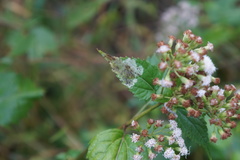 Calycomyza eupatoriphaga