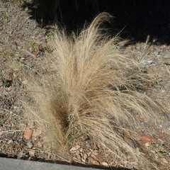 Nassella tenuissima