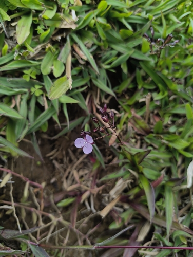 Murdannia spirata, photograph 5
