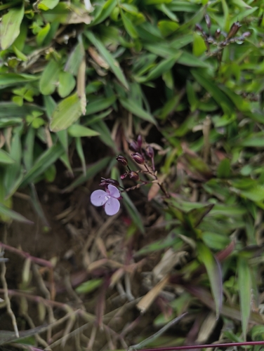 Murdannia spirata, photograph 6