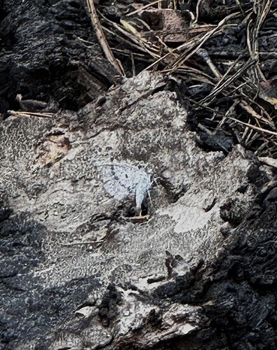iNaturalist observation photo of Echo Azure