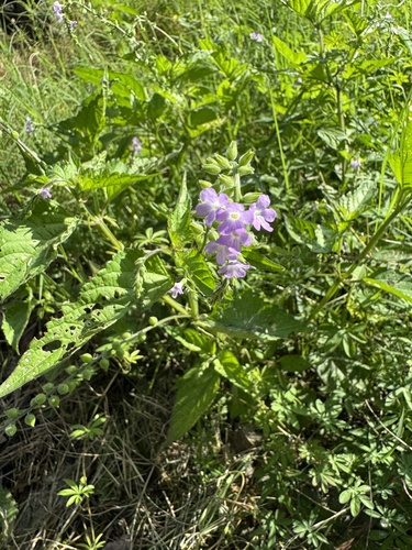 Catstongue (Priva lappulacea)