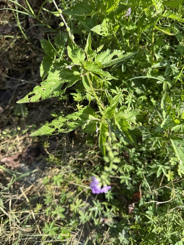 Mozote (Priva lappulacea)