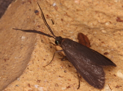 Pollanisus subdolosa