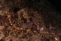 Palinurus elephas