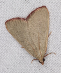 Hypsopygia albidalis