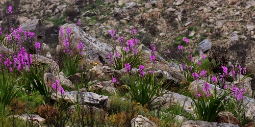 Watsonia borbonica