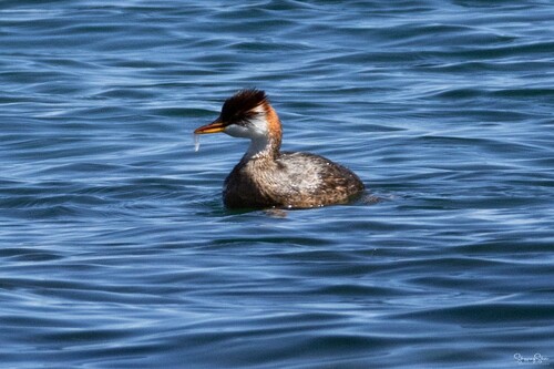 Titicaca Grebe (Rollandia microptera), photo 6