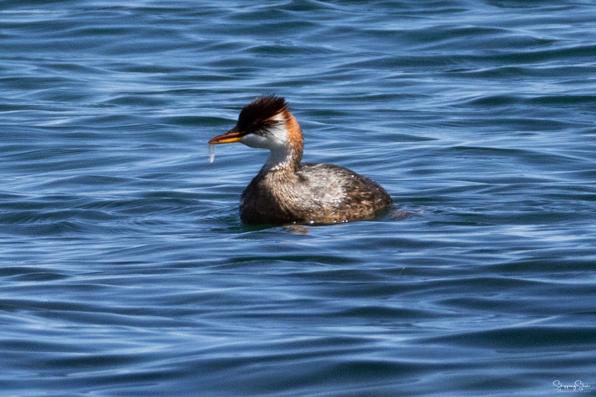 Titicaca Grebe (Rollandia microptera), photo 6