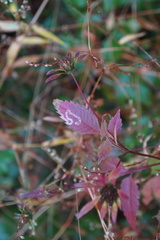Liriomyza carphephori