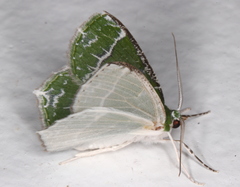 Eucyclodes insperata