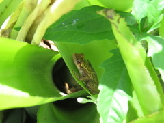 Scinax crospedospilus