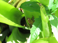 Scinax crospedospilus