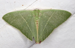 Urolitha bipunctifera