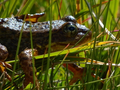 Rana muscosa