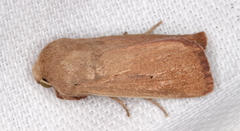 Leucania abdominalis