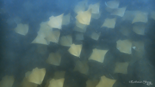 Lusitanian cownose ray (Rhinoptera marginata) — Myliobatidae