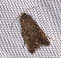 Hypoperigea tonsa