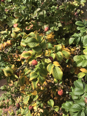 Rosa rugosa