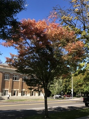 Zelkova serrata