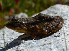 Rana muscosa