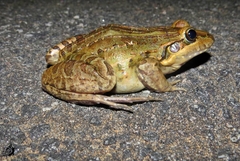 Leptodactylus latrans