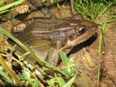 Leptodactylus latrans