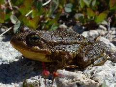 Rana muscosa