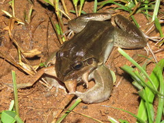 Leptodactylus latrans