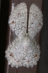 Pingasa cinerea