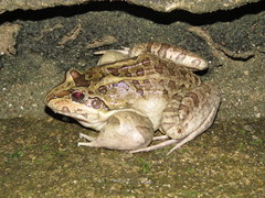Leptodactylus latrans