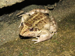 Leptodactylus latrans