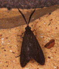 Pollanisus subdolosa