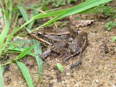 Leptodactylus latrans