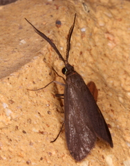 Pollanisus subdolosa