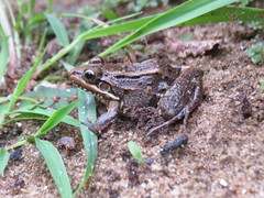 Leptodactylus latrans
